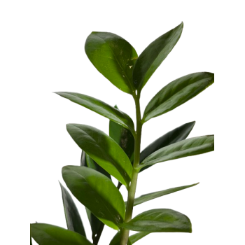 Zamioculca